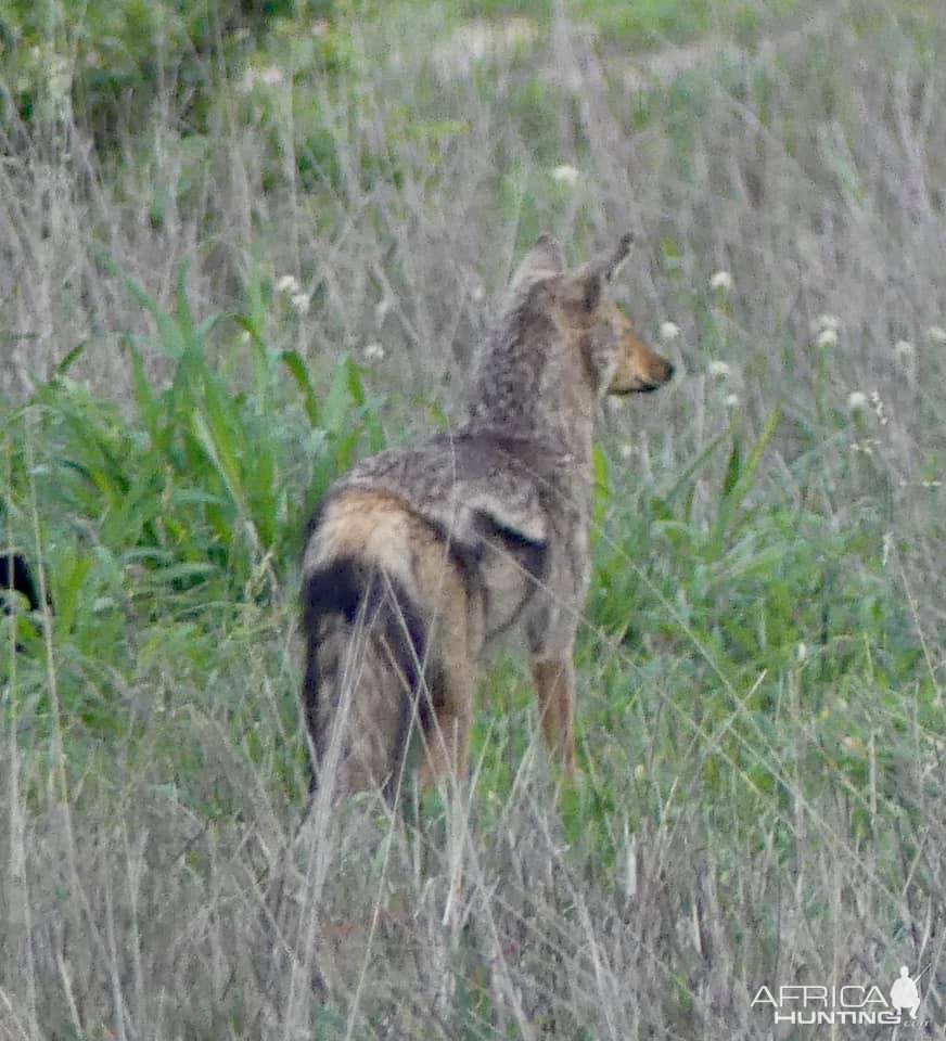 Jackal  in the Kruger National Park South Africa