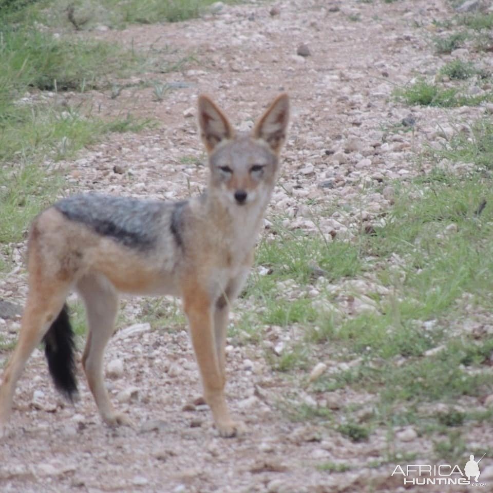 Jackal Limpopo South Africa