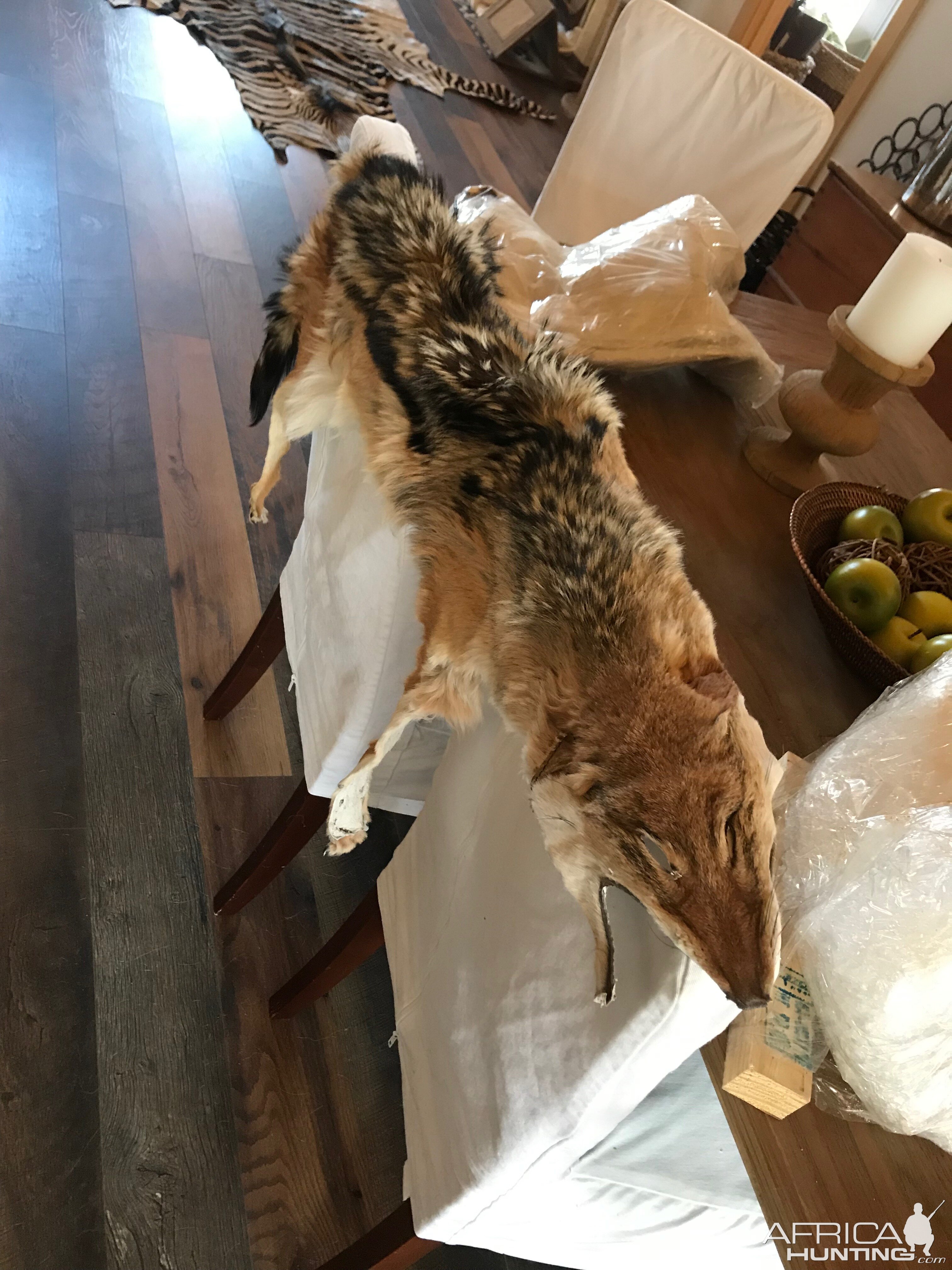 Jackal Rug Taxidermy