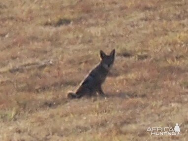 Jackal South Africa