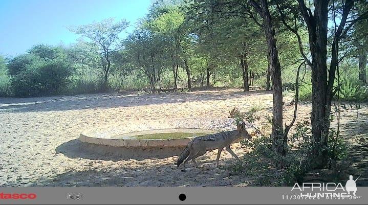 Jackal Trail Camera Molopo, Kalahari