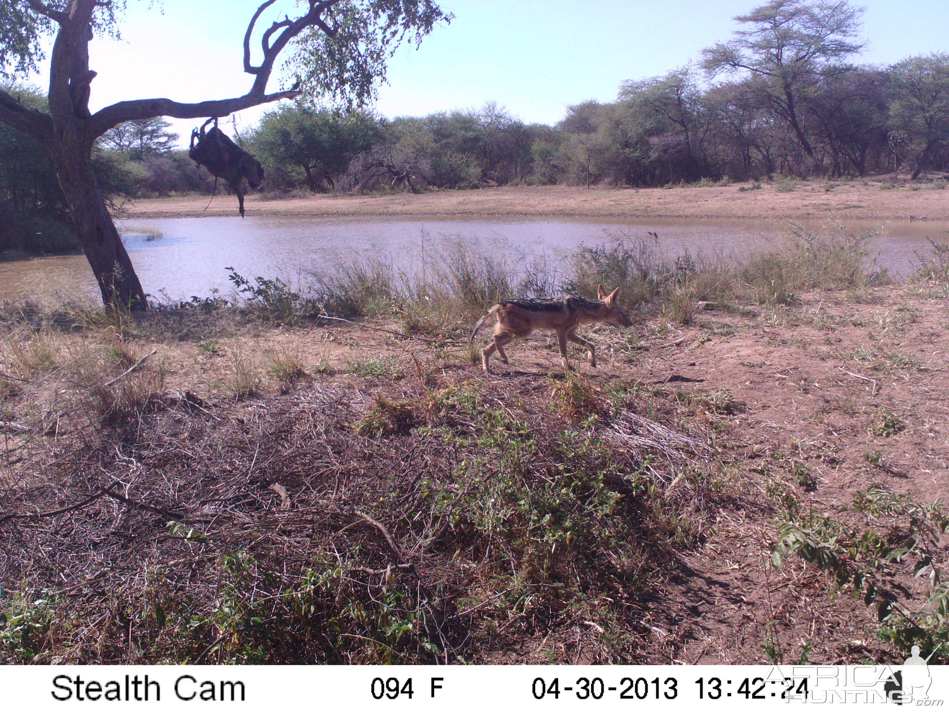 Jackal Trail Camera