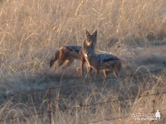 Jackals South Africa