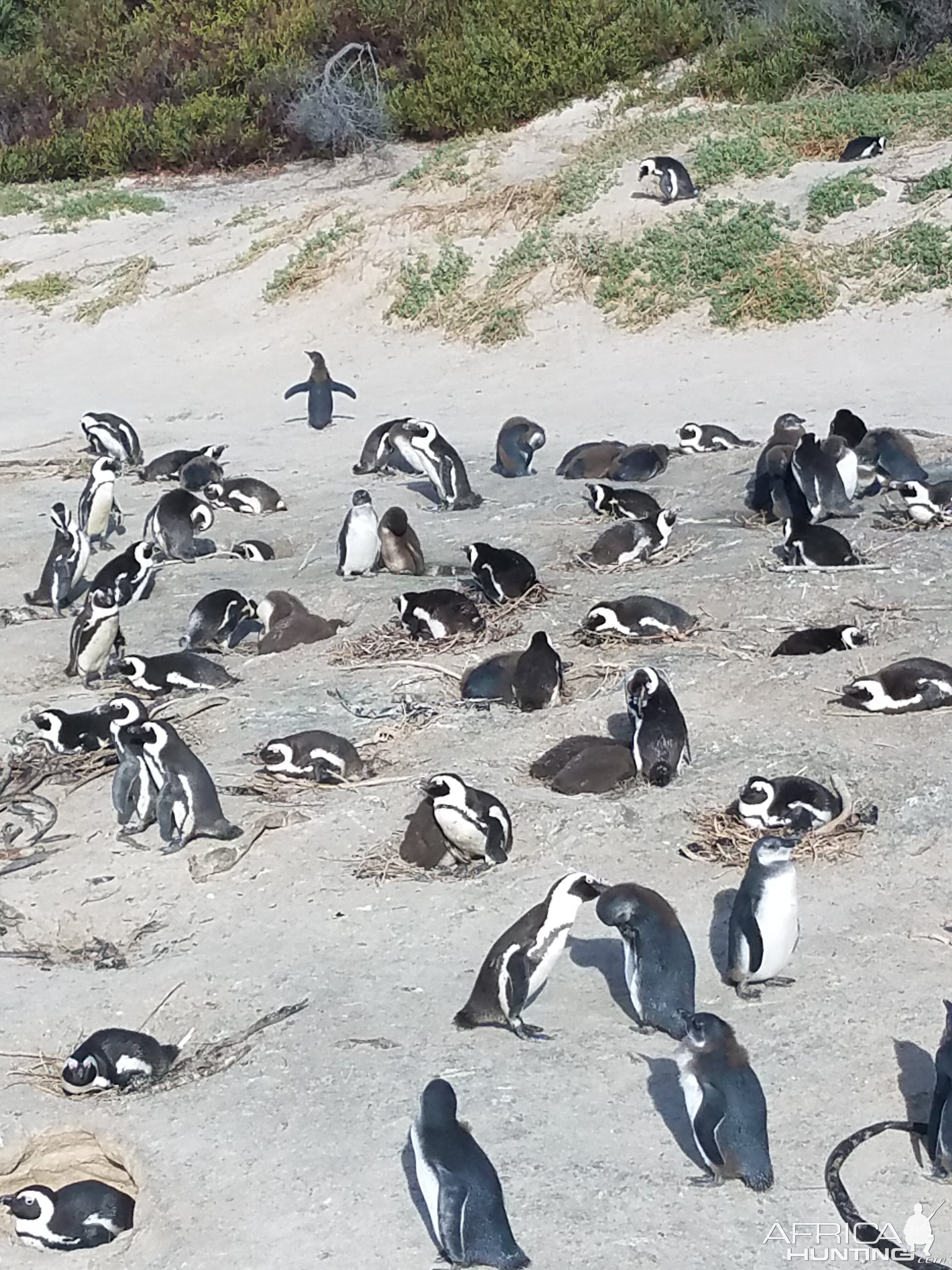 Jackass Penguins South Africa