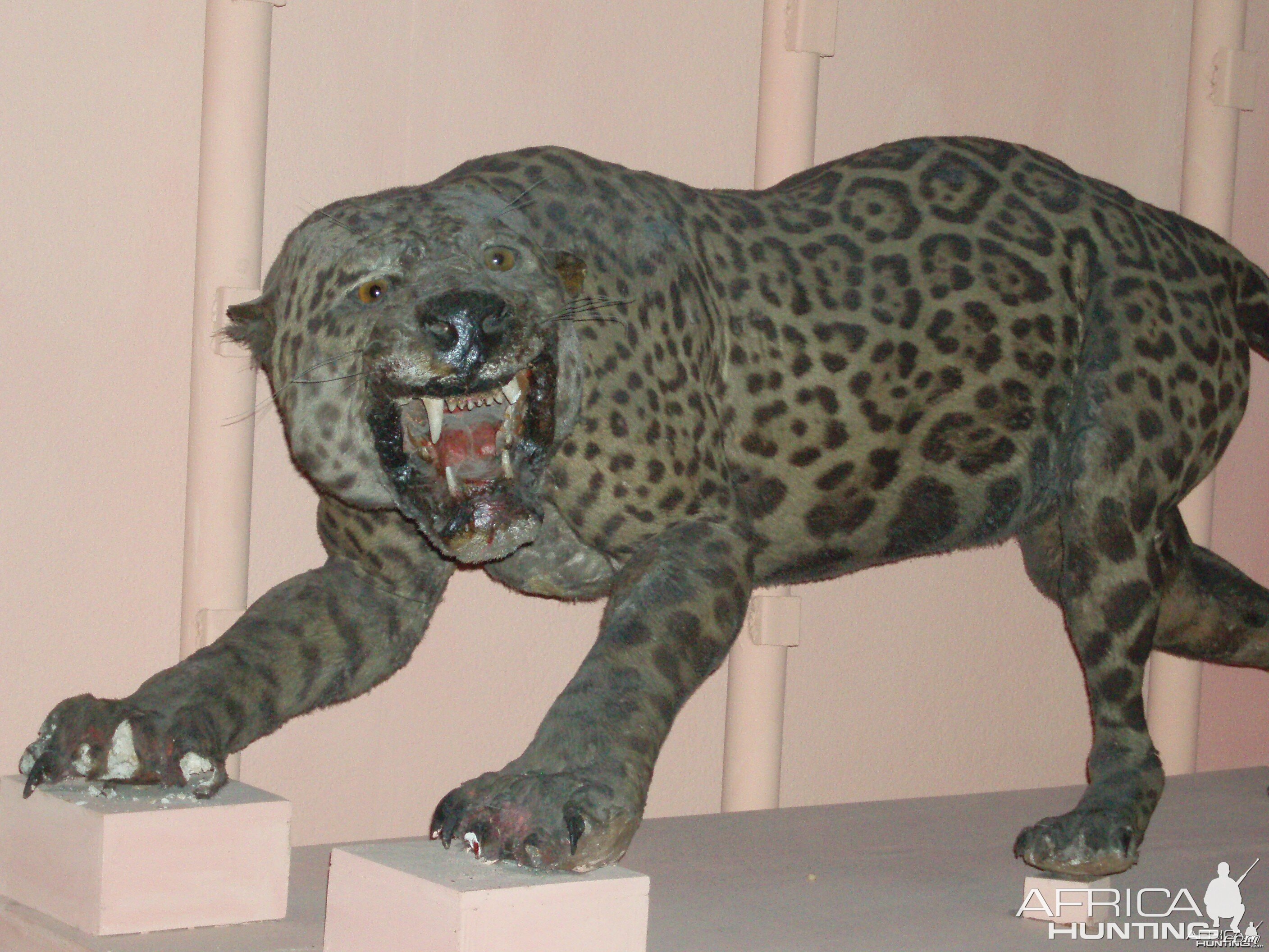 Jaguar