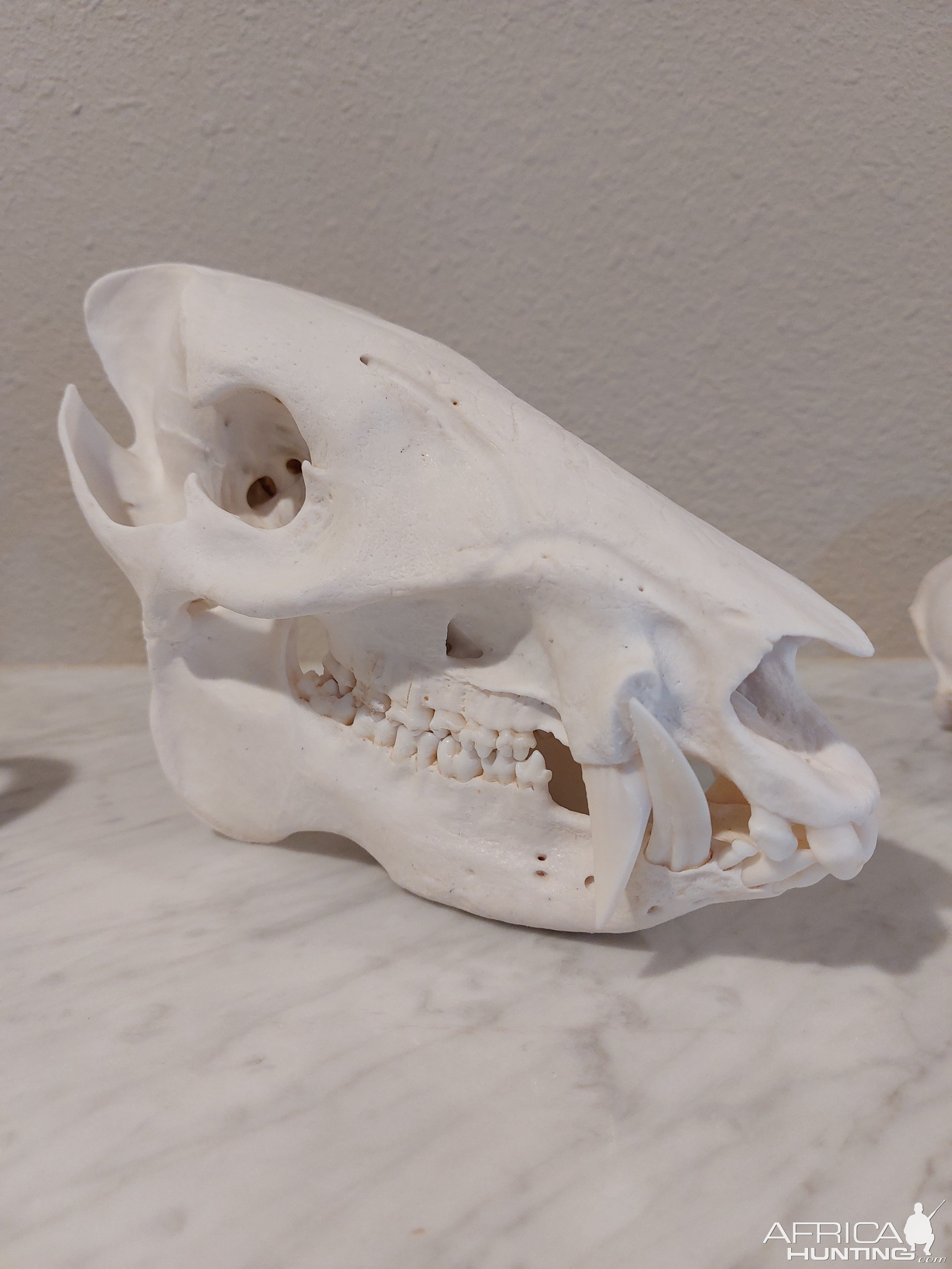 Javelina European Skull Mount