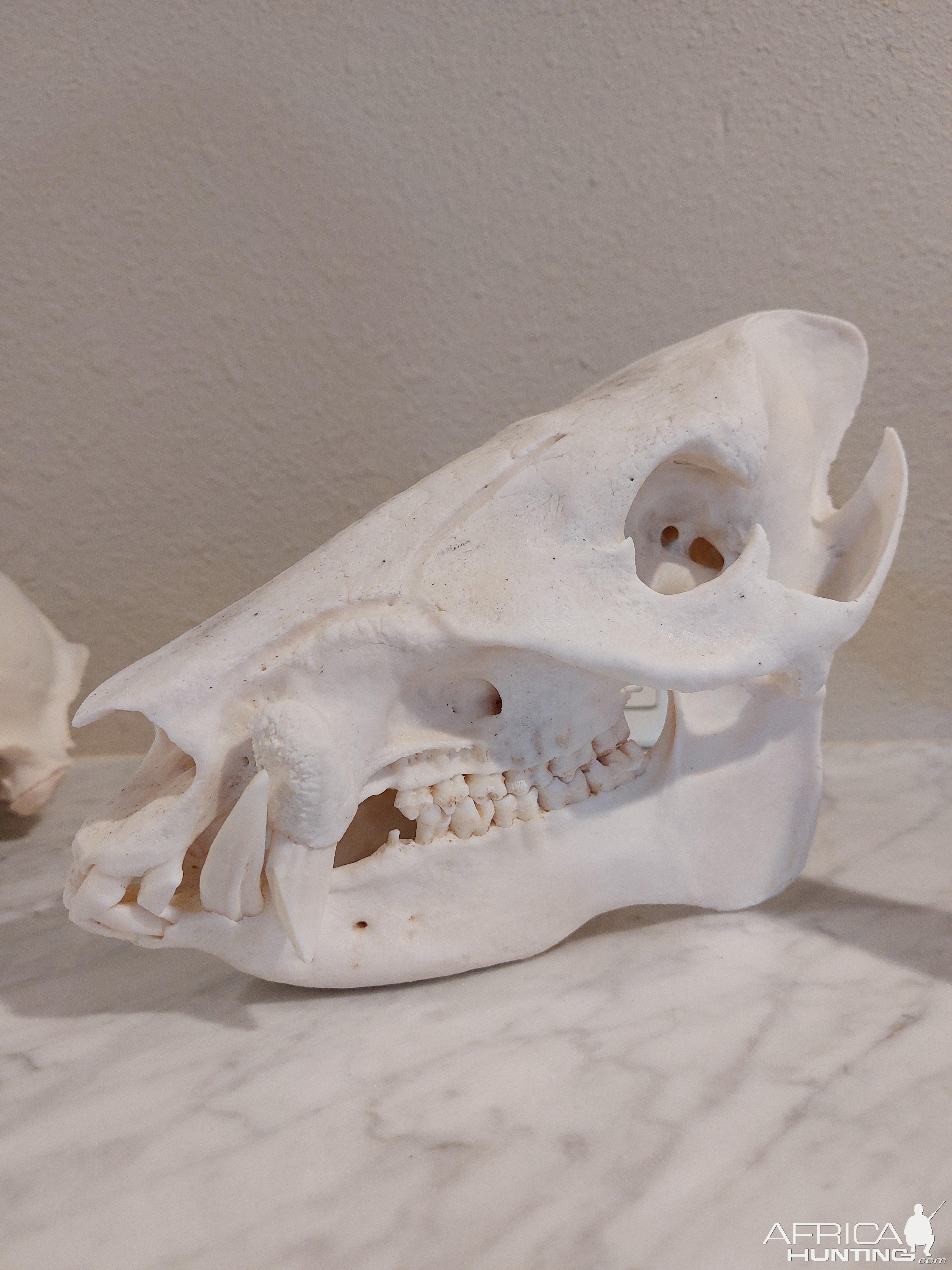 Javelina European Skull Mount