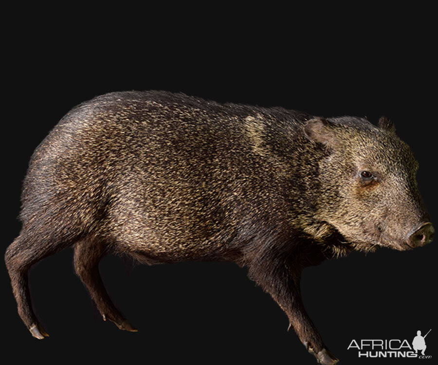 Javelina Pig Full Mount Taxidermy