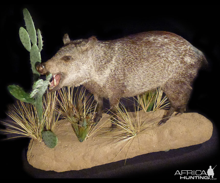 Javelina Pig Full Mount Taxidermy