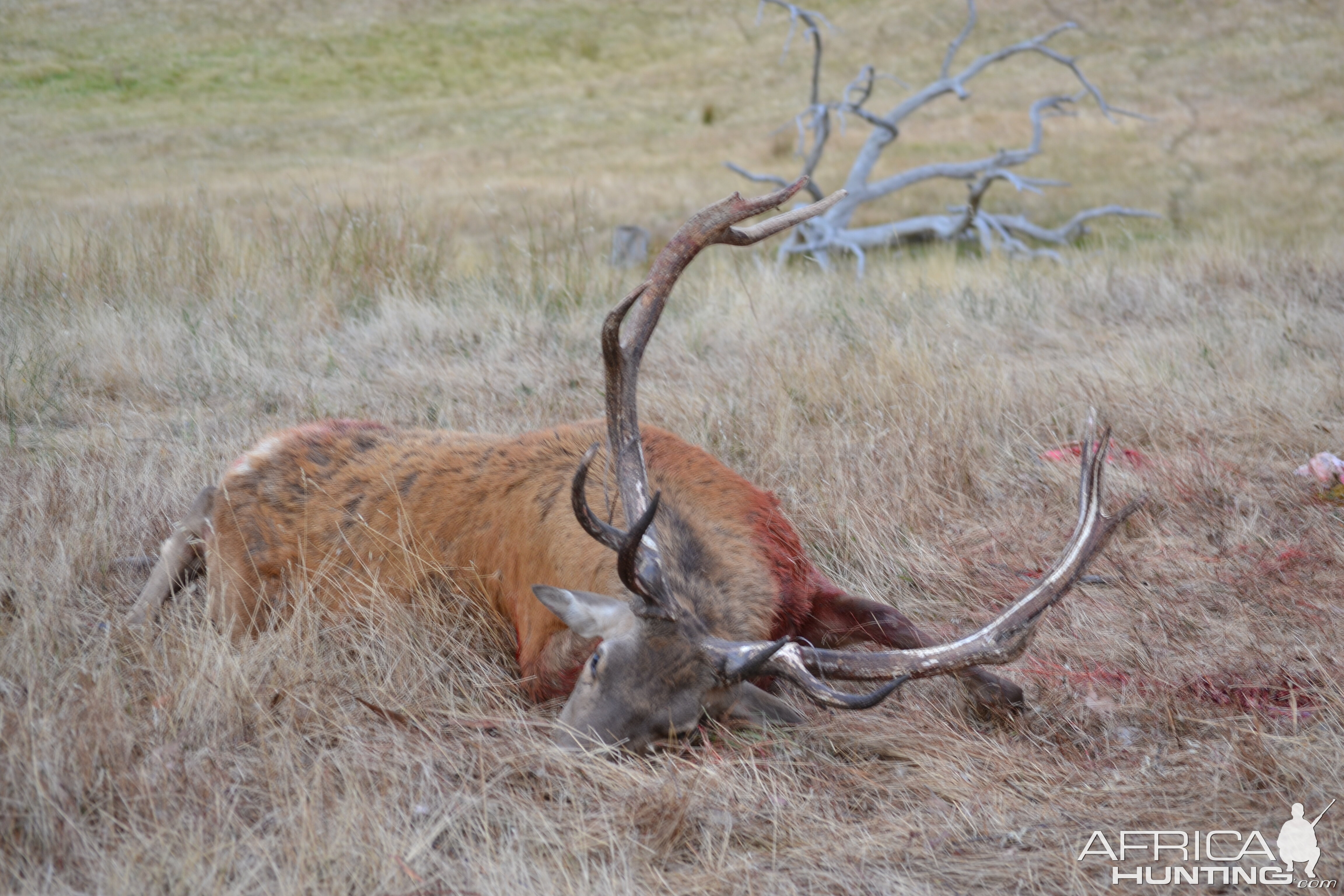 joysies first ever deer 13 point red australia day weekend jan 2012