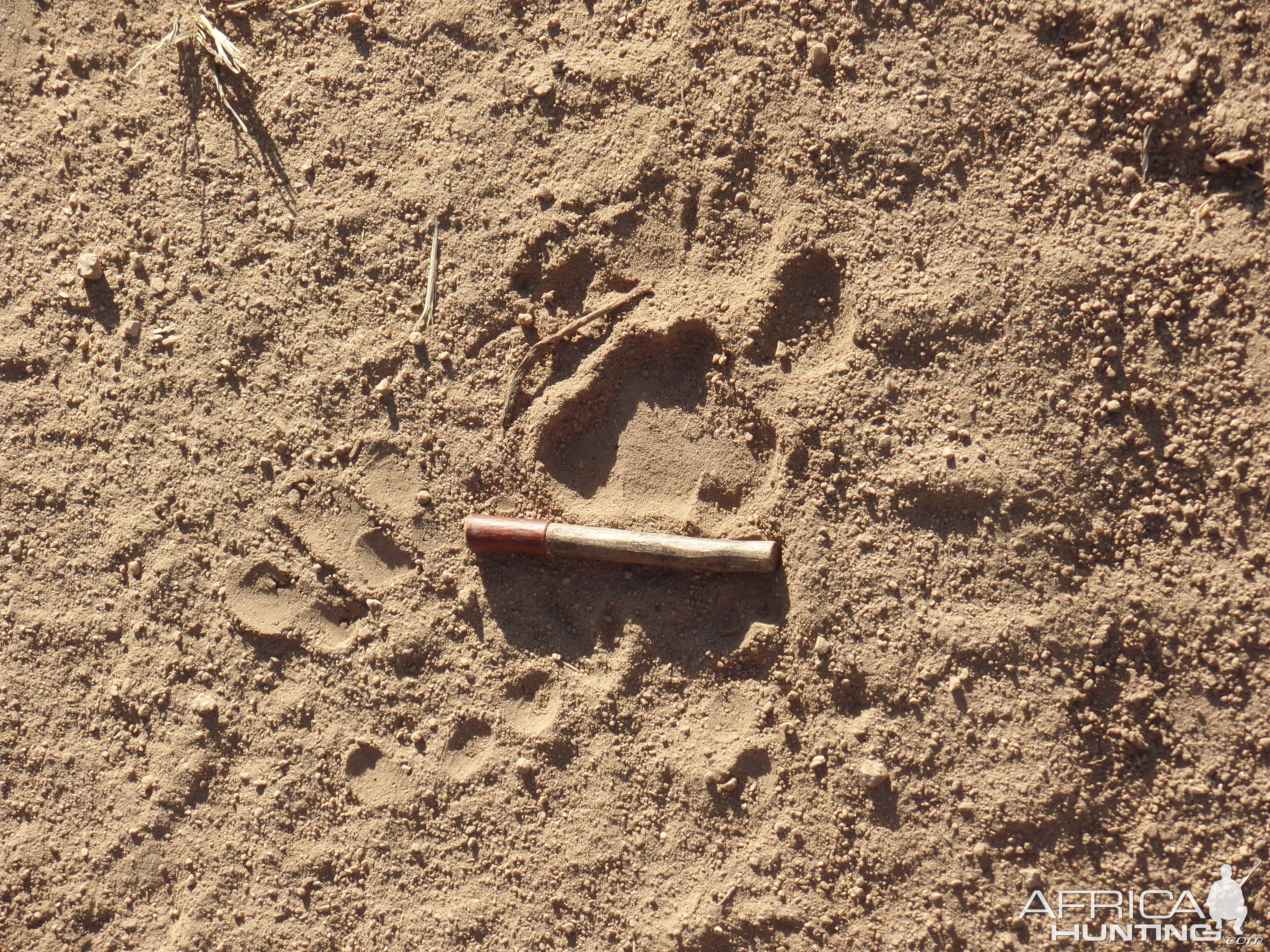 Judging Leopard Tracks