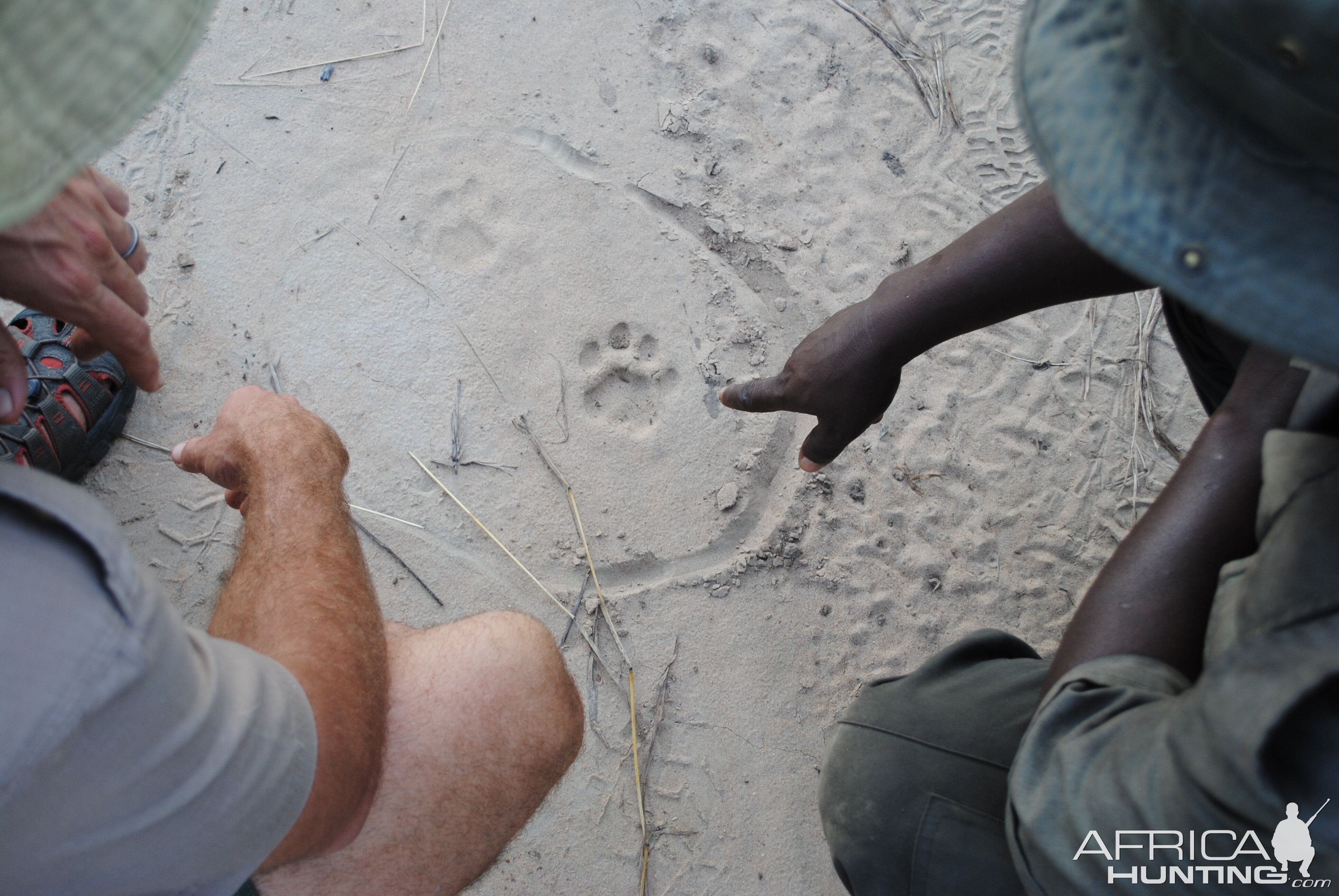 Judging Leopard Tracks