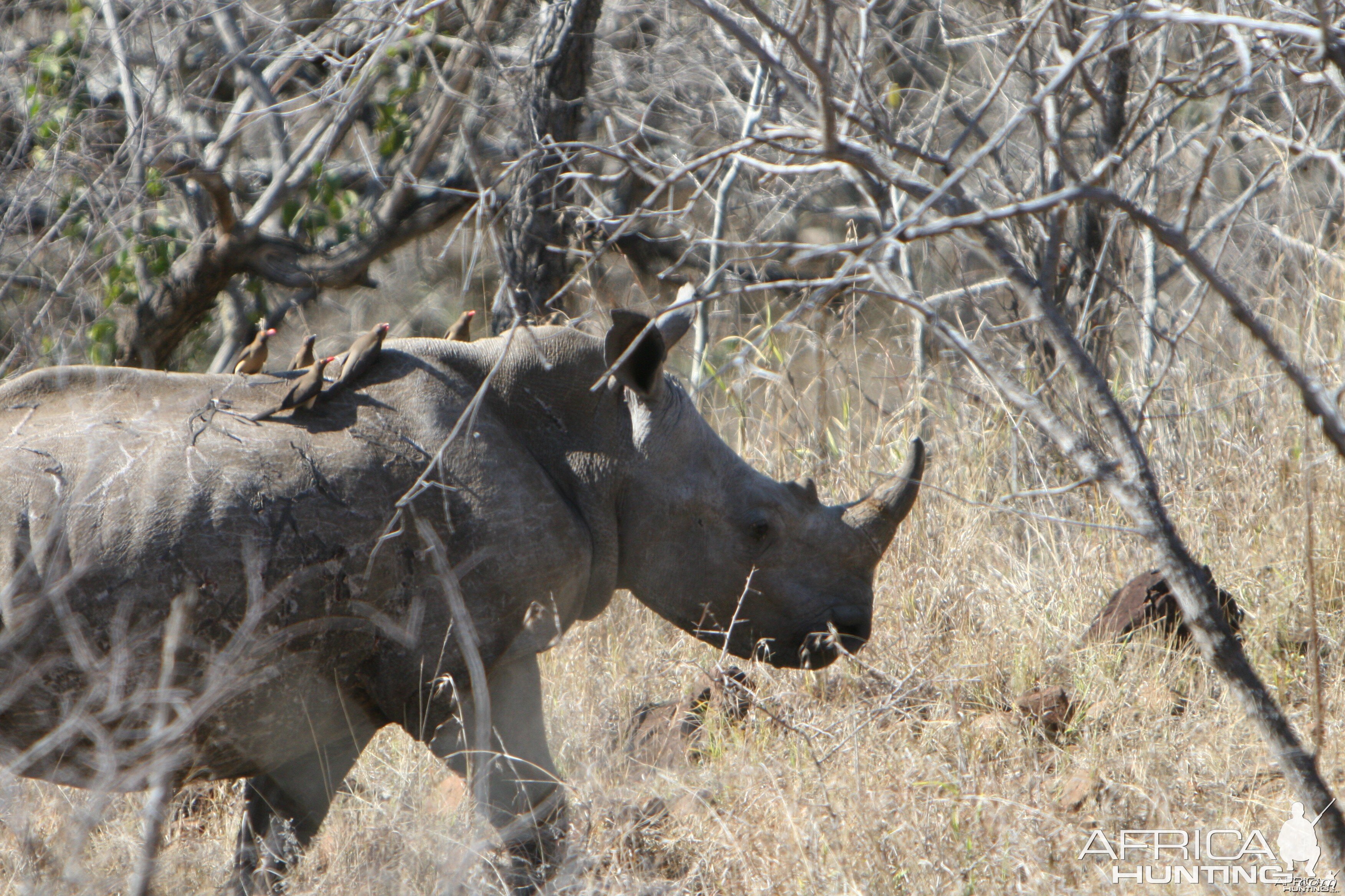 Juliet with Oxpeckers