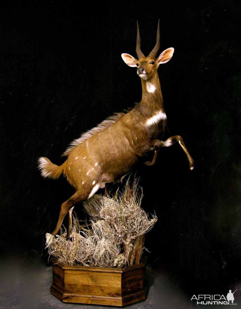 Jumping Bushbuck Full Mount Taxidermy