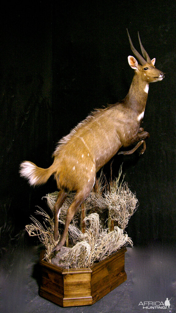 Jumping Bushbuck Full Mount Taxidermy