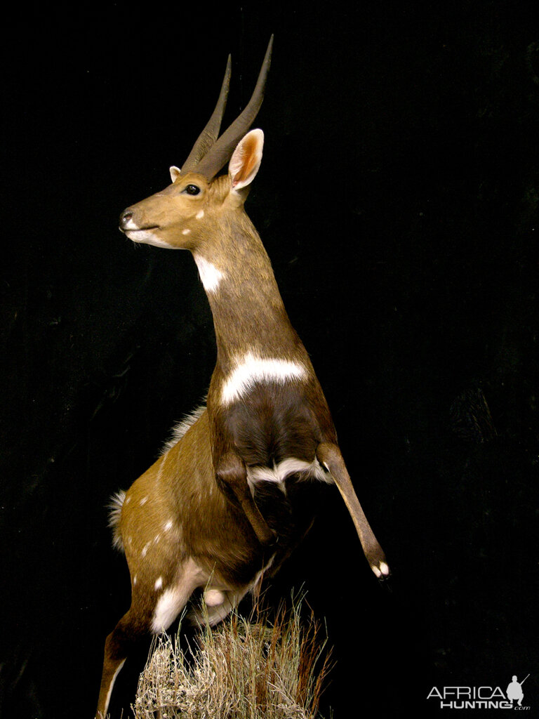 Jumping Bushbuck Full Mount Taxidermy