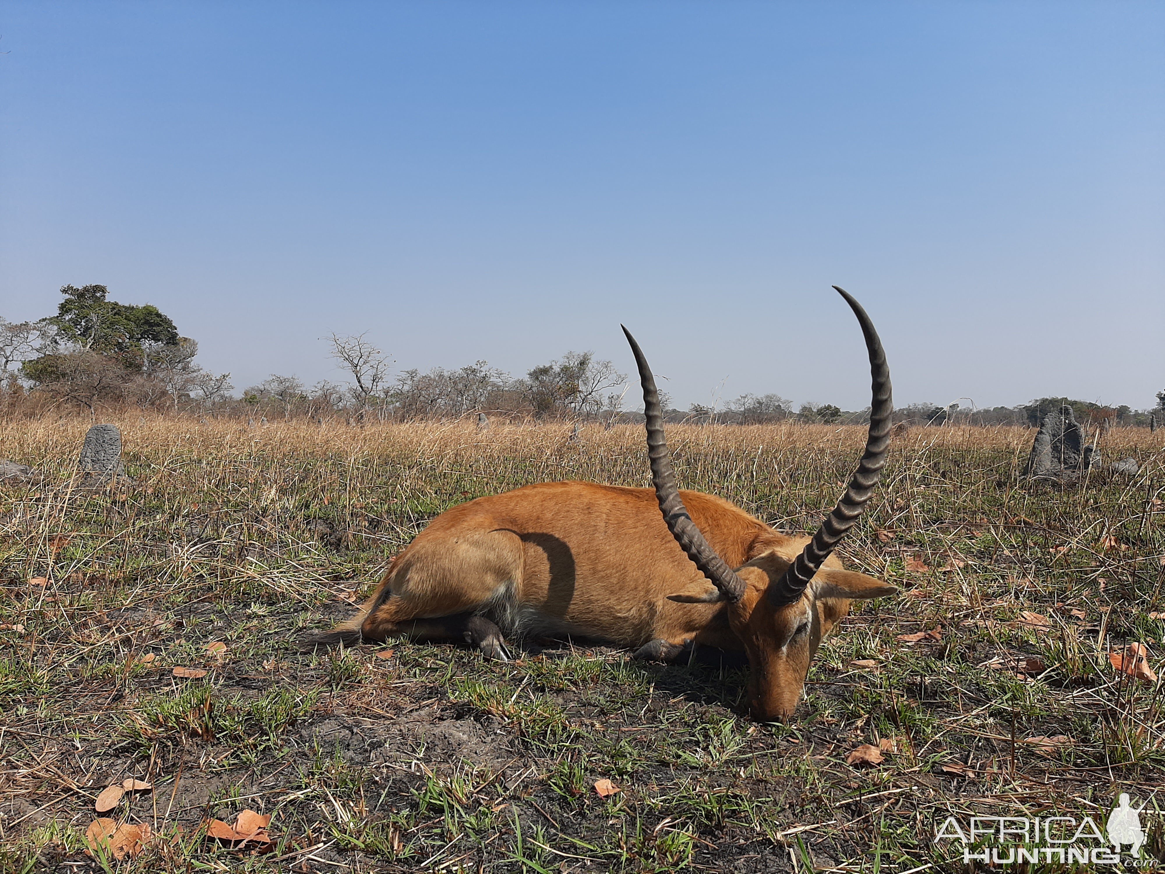 Kafue Lechwe Hunt Zambia