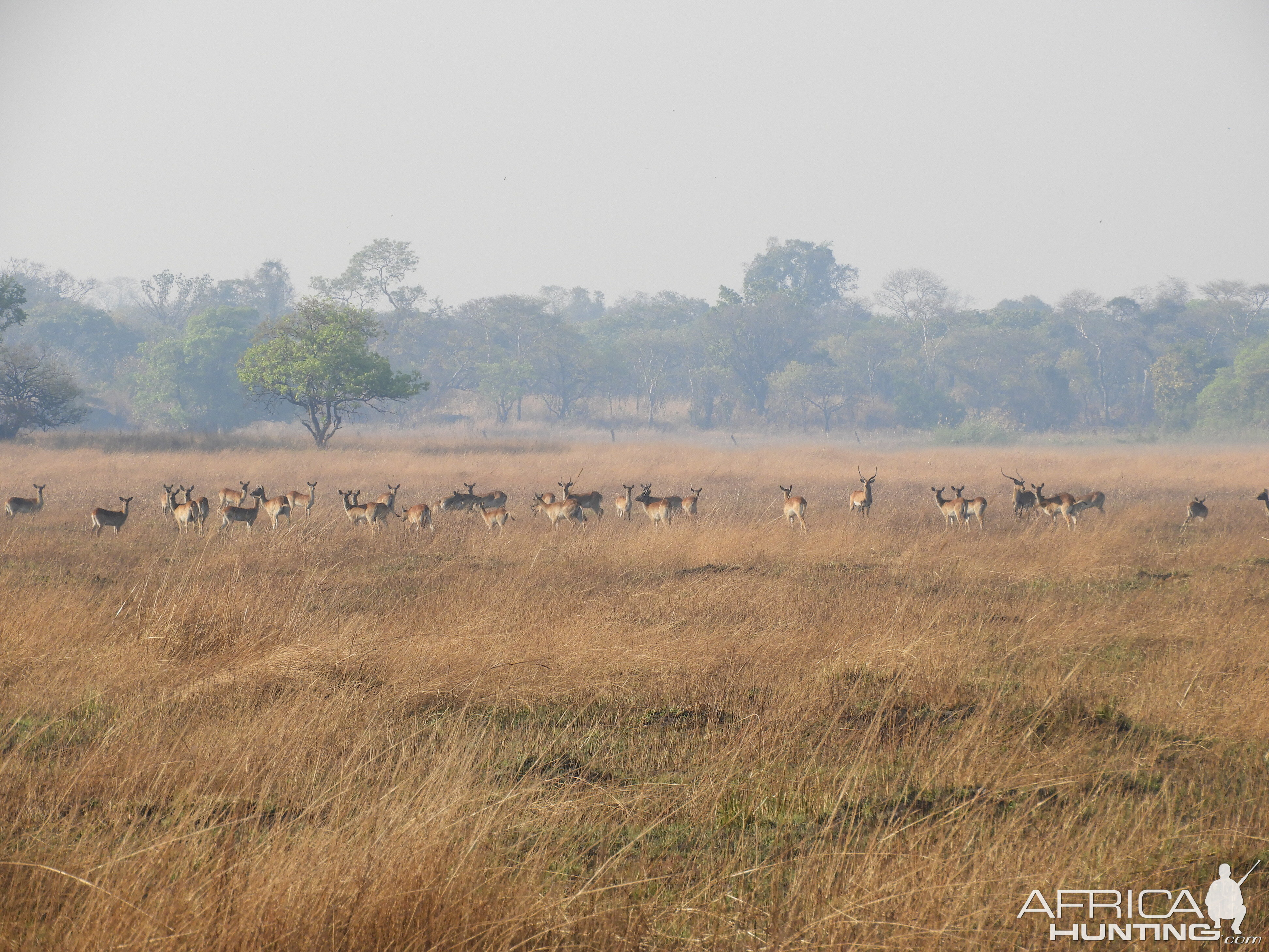 Kafue Lechwe in Zamibia