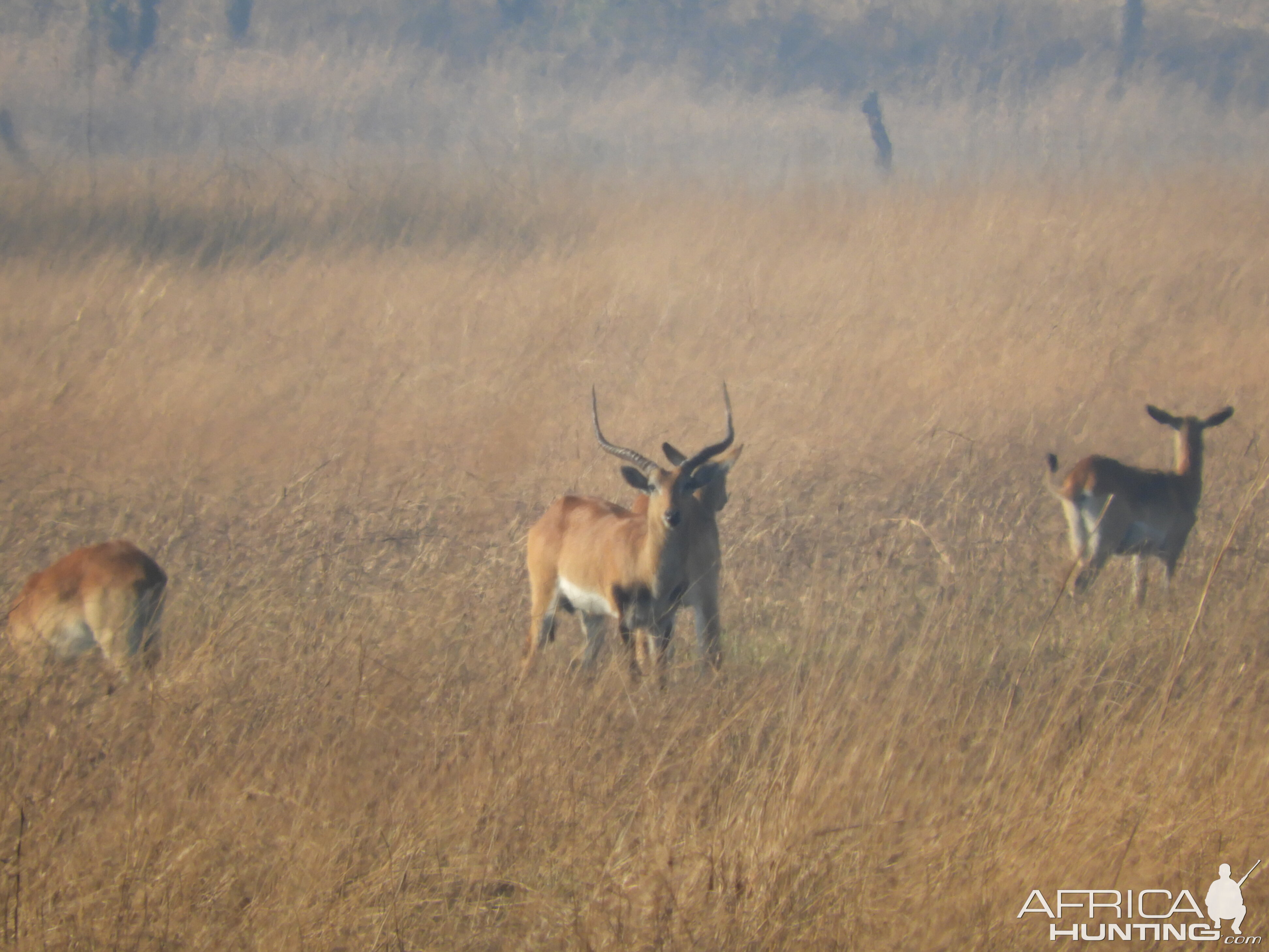 Kafue Lechwe in Zamibia