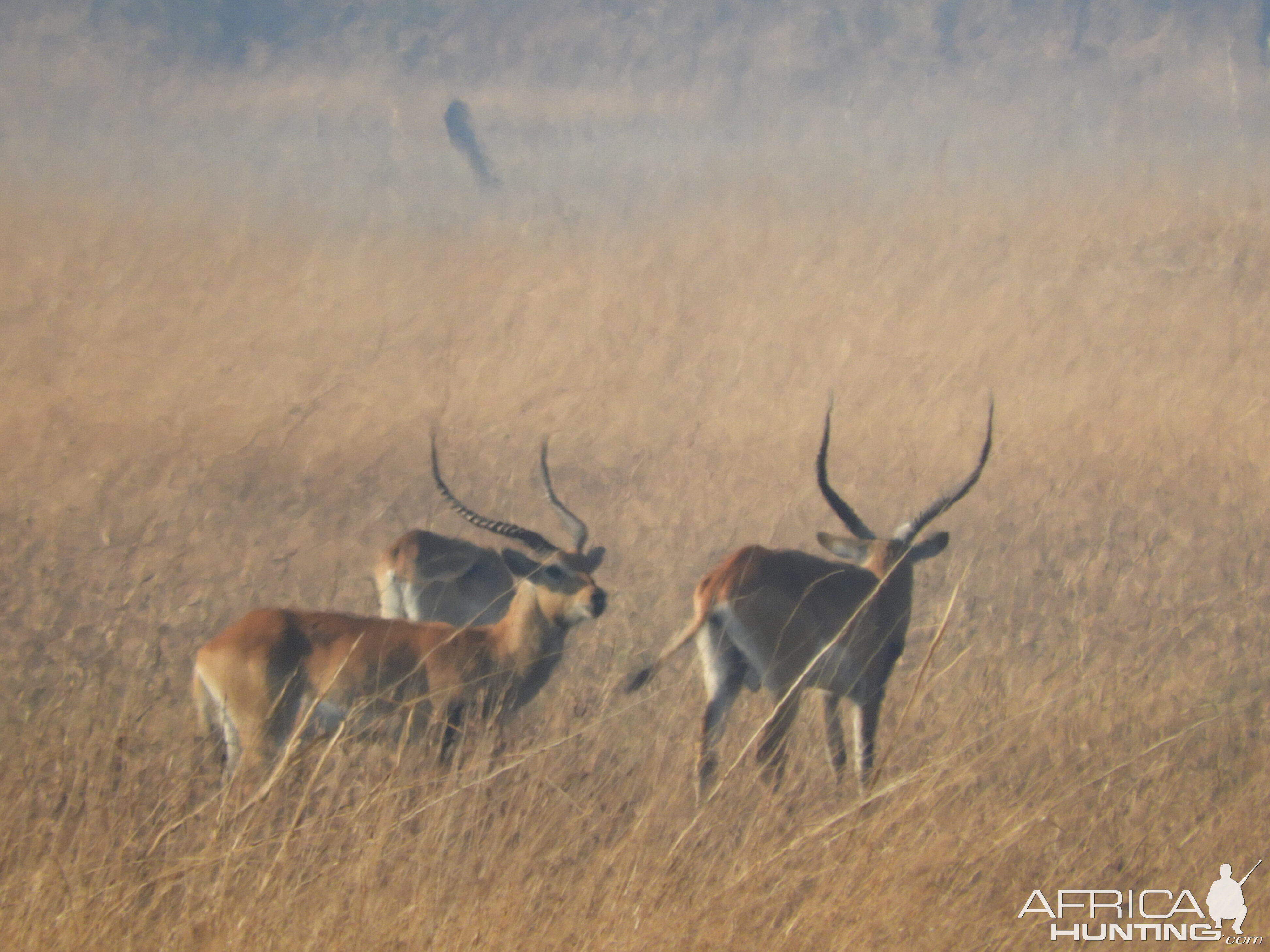 Kafue Lechwe in Zamibia