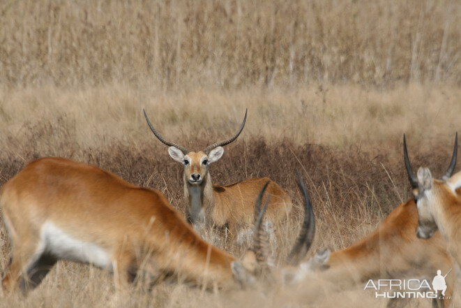 Kafue Lechwe on farm