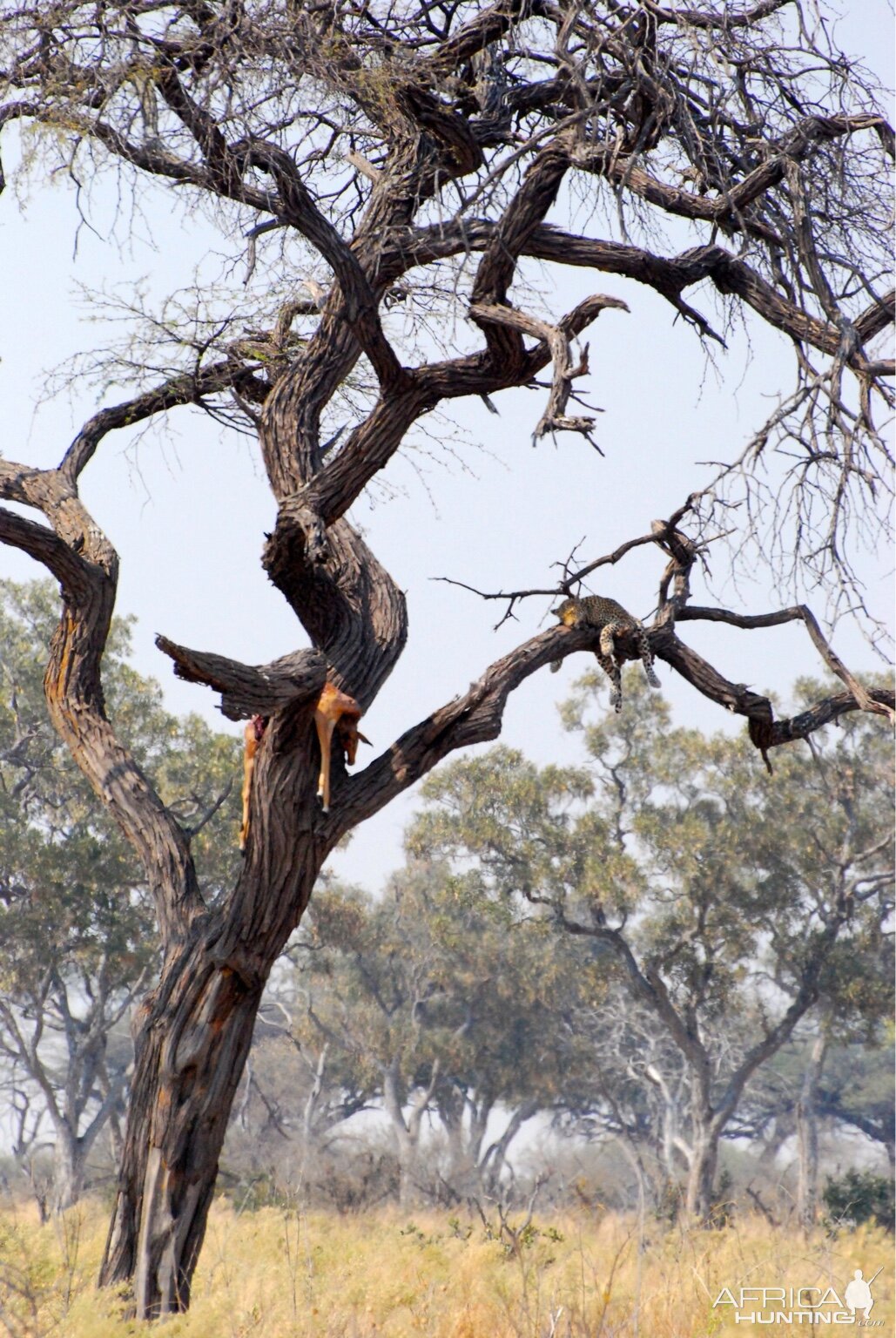 Kalahari Nature Botswana