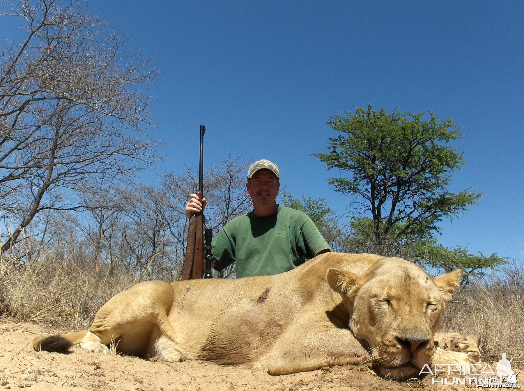 kalahari s.a. lioness