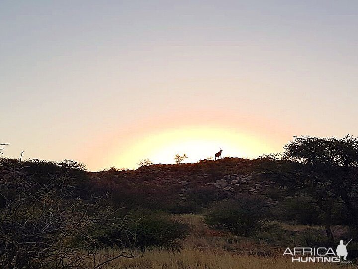 Kalahari Safari