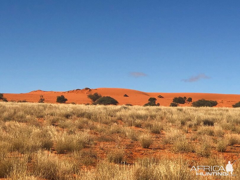 Kalahari Safari