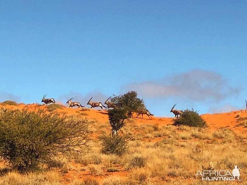 Kalahari Safari