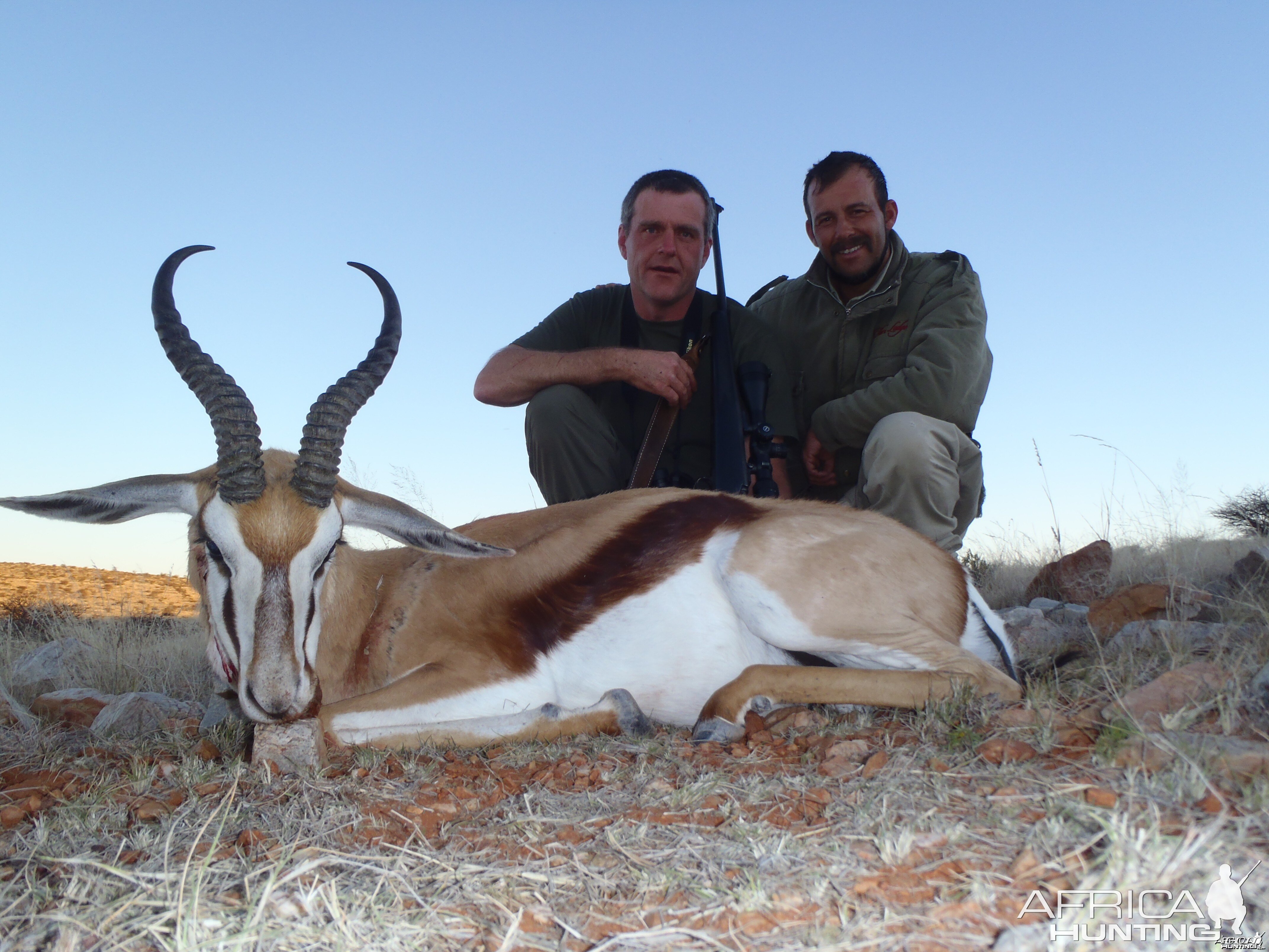 Kalahari springbuck