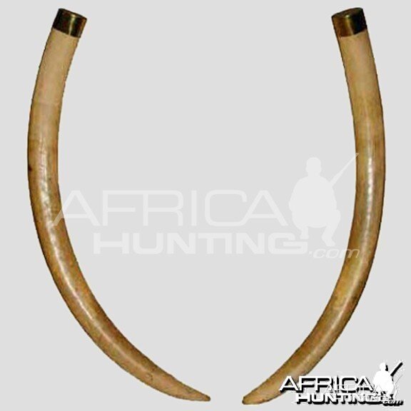 Kambaku Tusks