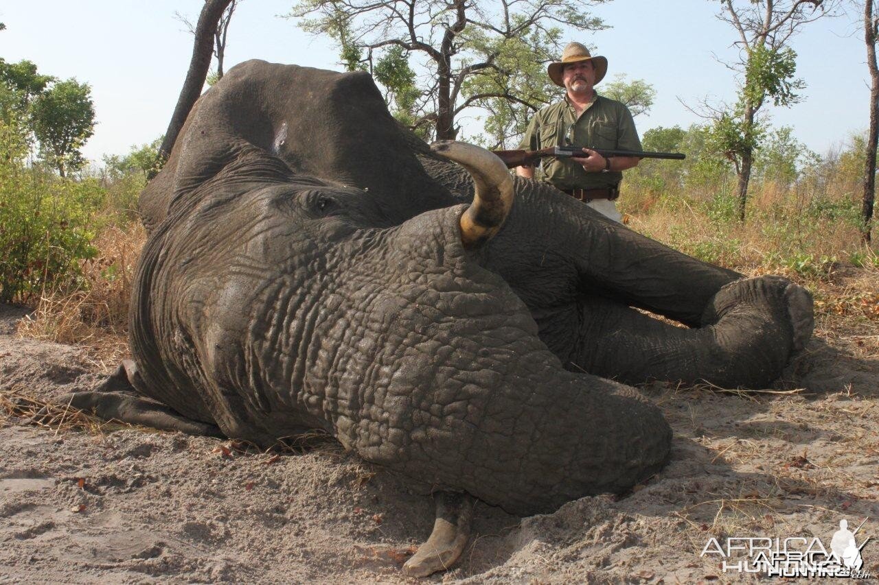 Kavango (Namibia) Elephant Bull