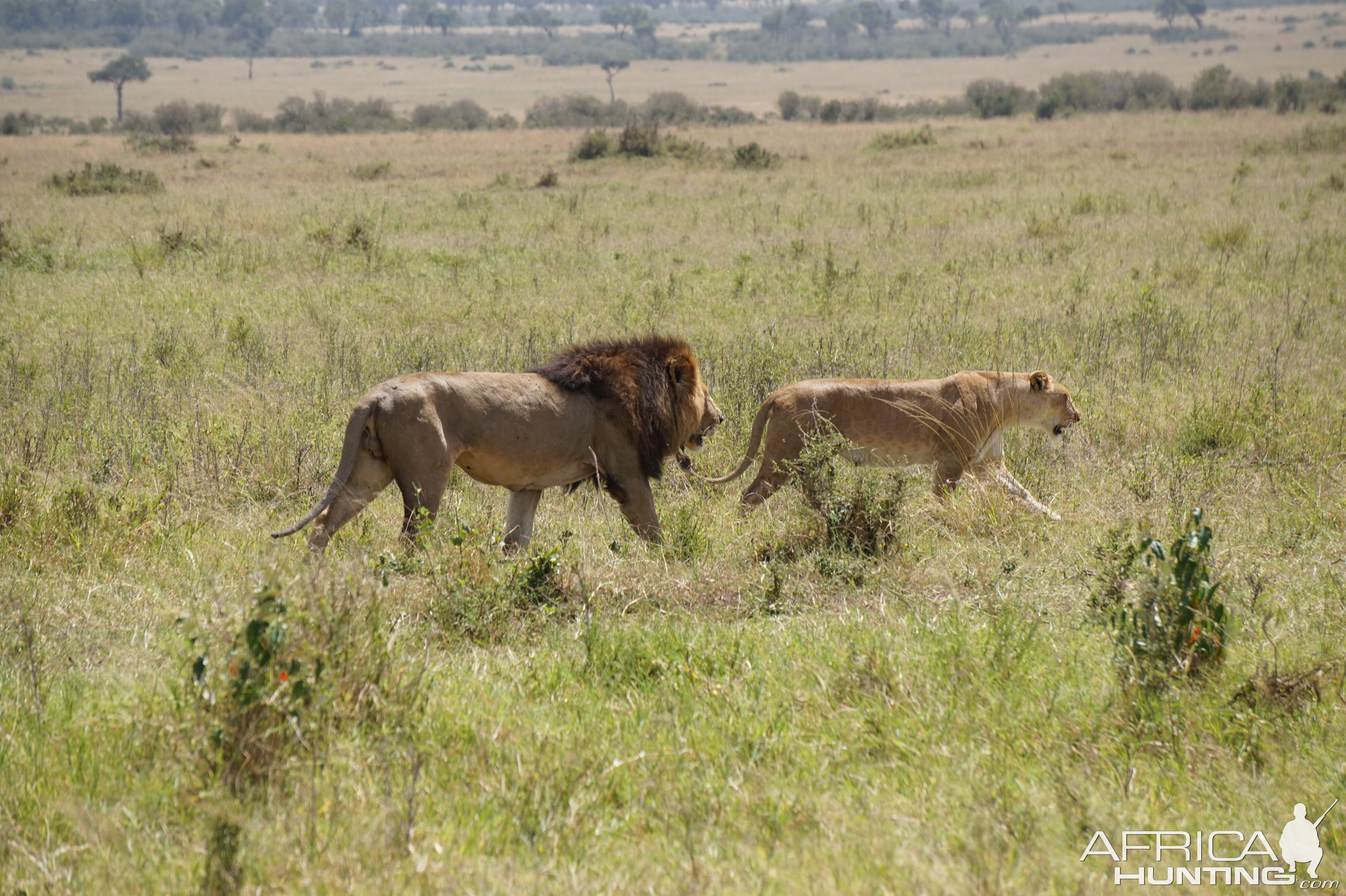 Kenya Maasai Mara Lion Photo Safari