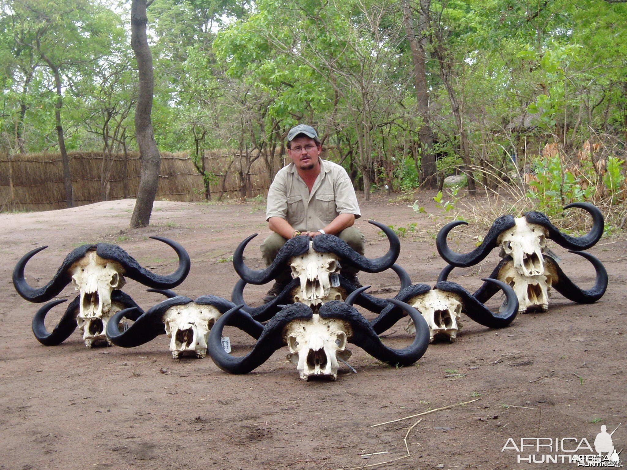 Kigosi Oct/Nov Cape Buffalo