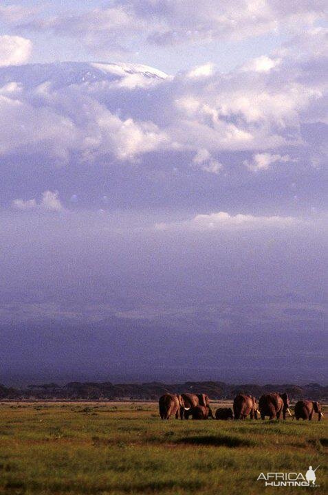 Kilimanjaro 1995 Elephants