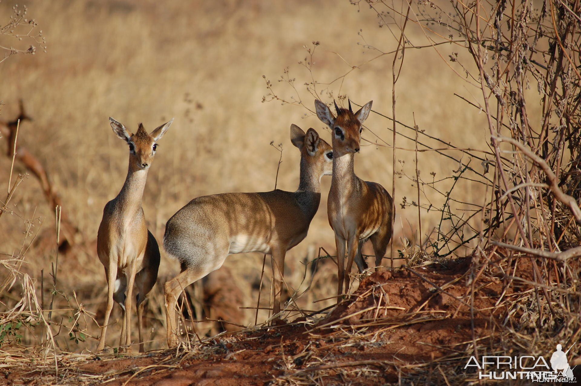 Kirk Dik-Dik Tanzania