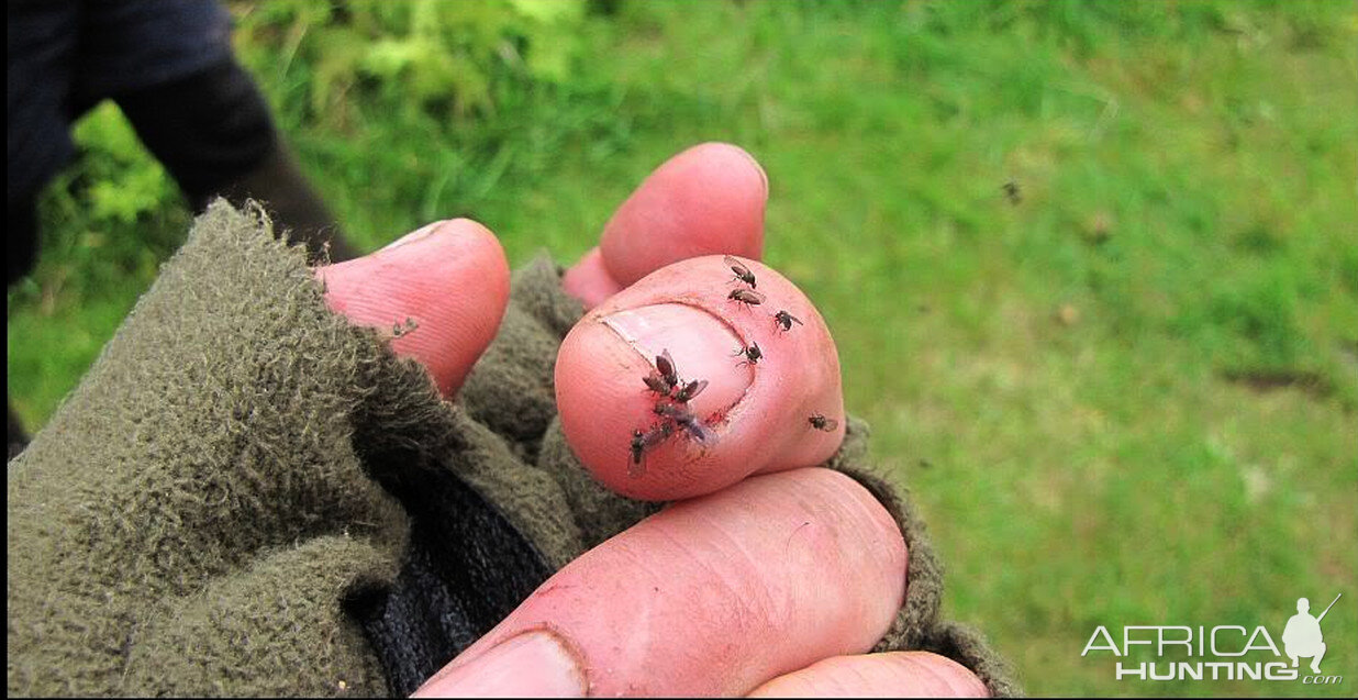 Kiwi Sand Flies