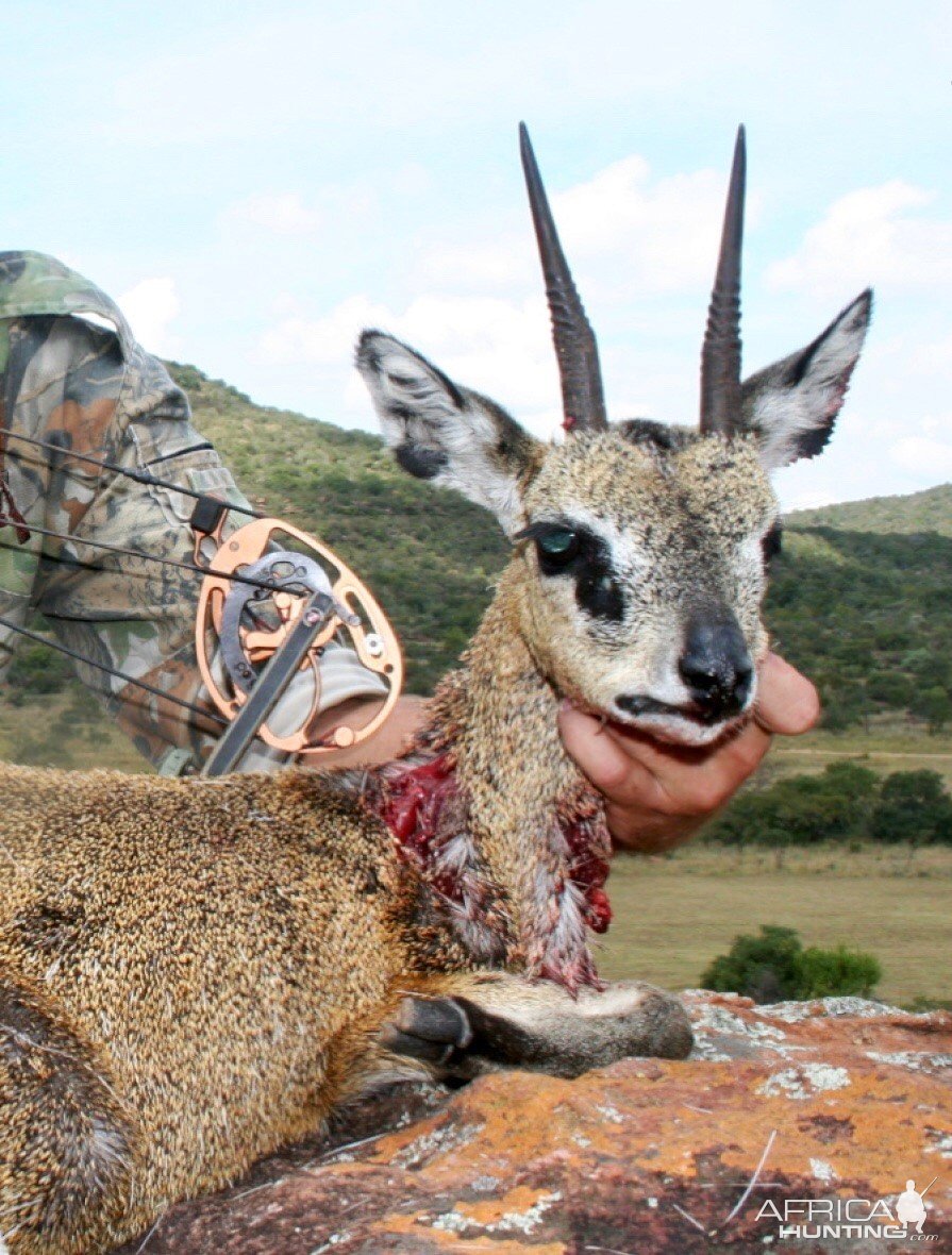 Klipspringer Bow Hunt Limpopo South Africa