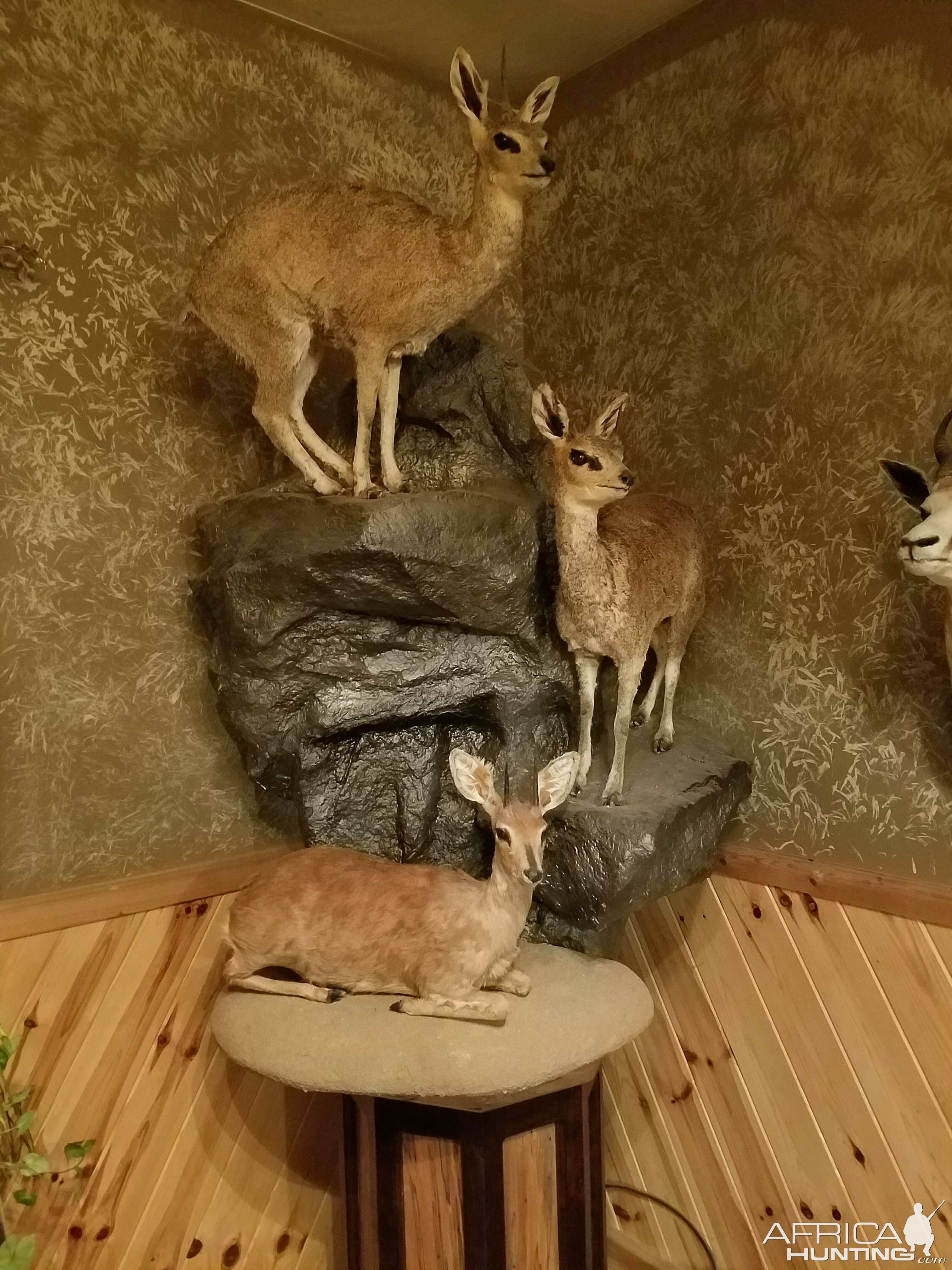 Klipspringer & Duiker Full Mount Taxidermy