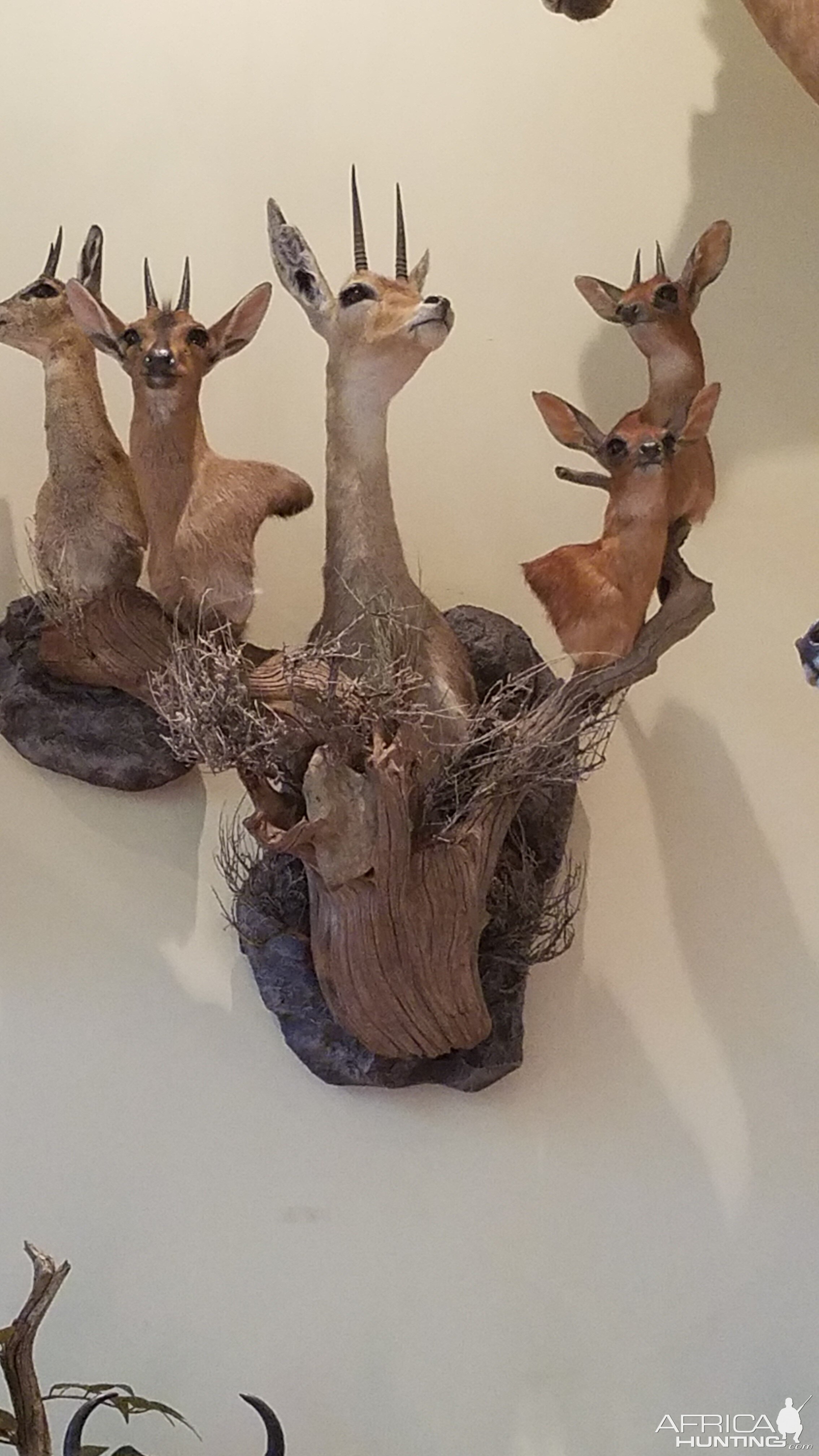 Klipspringer,  Duiker,  Grey Rhebok,  Steenbok Shoulder Mount Taxidermy