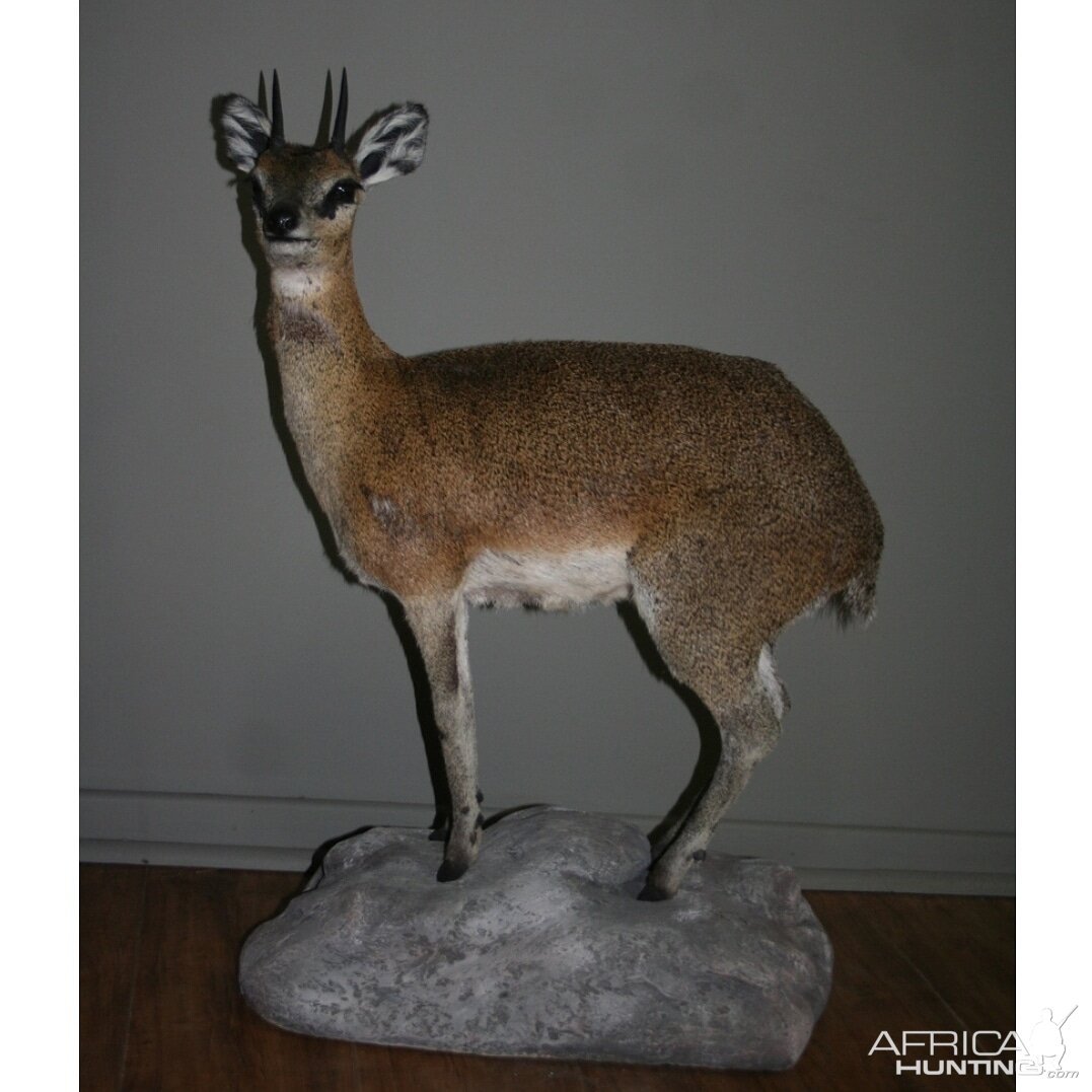 Klipspringer Full Mount Taxidermy