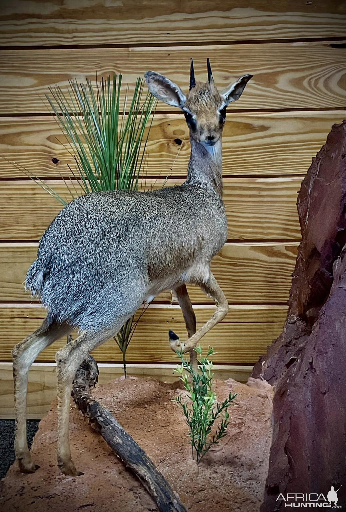 Klipspringer Full Mount Taxidermy