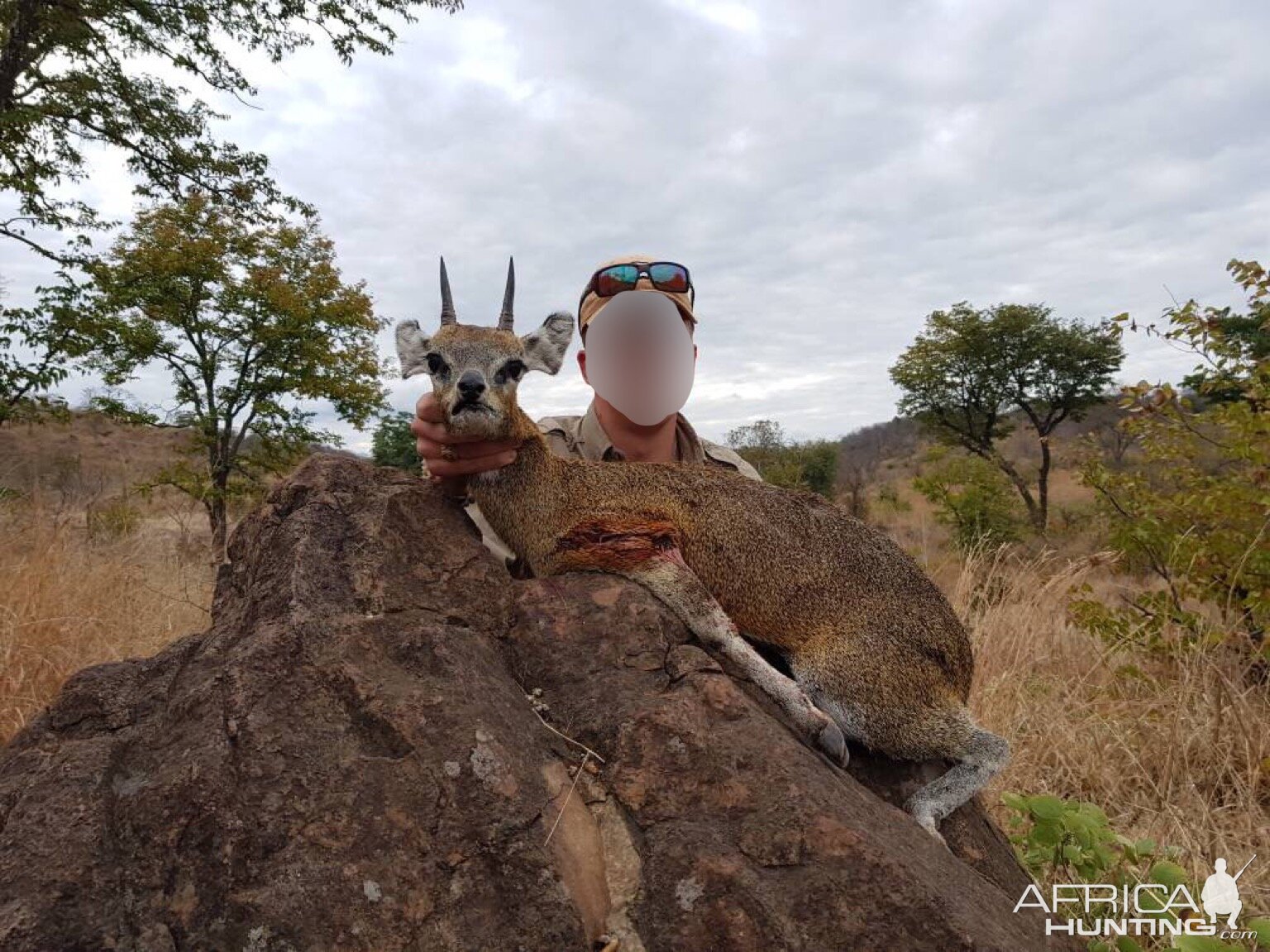 Klipspringer Hunt in Matetsi Area Zimbabwe