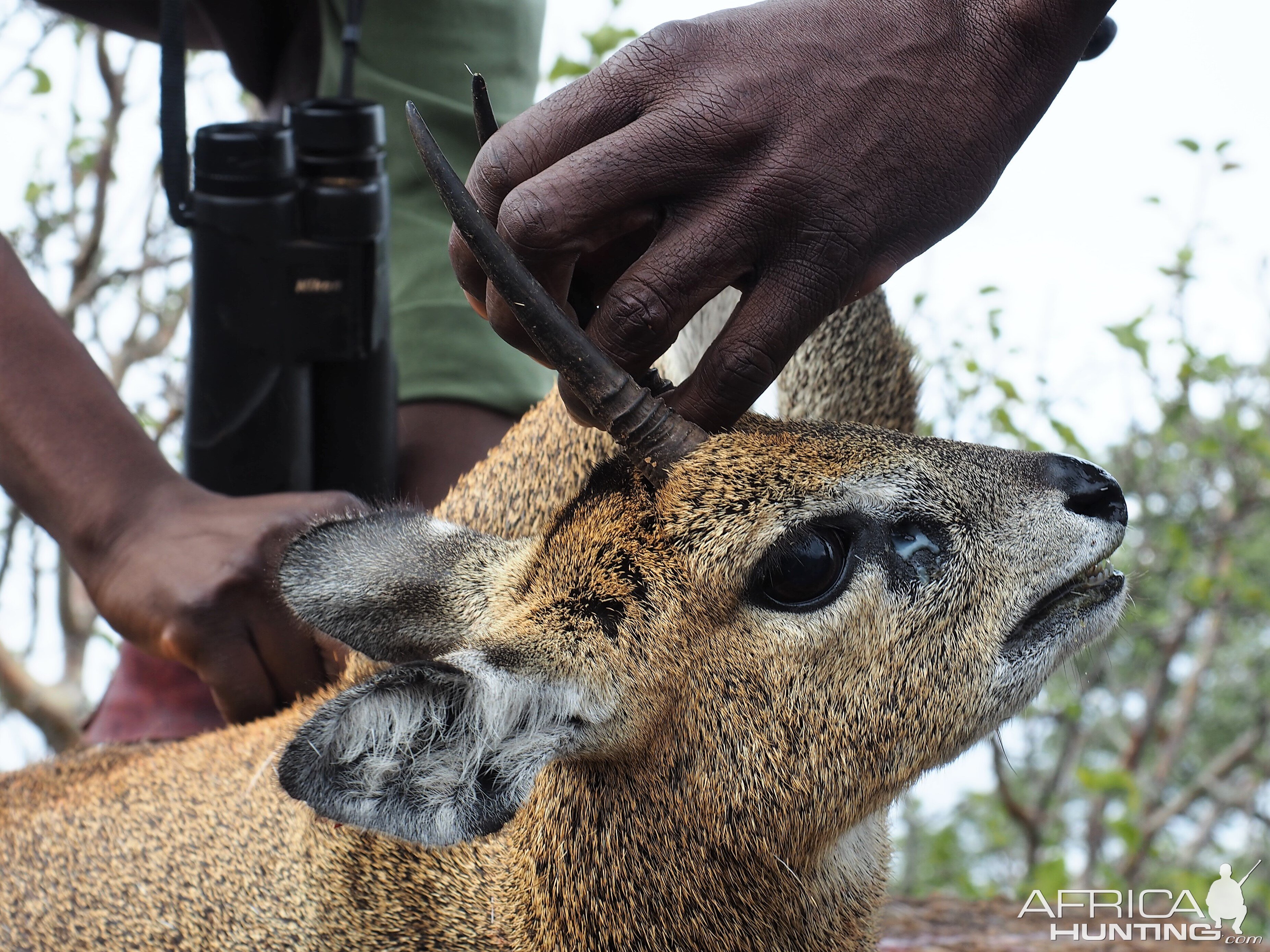 Klipspringer Hunt in Zimbabwe