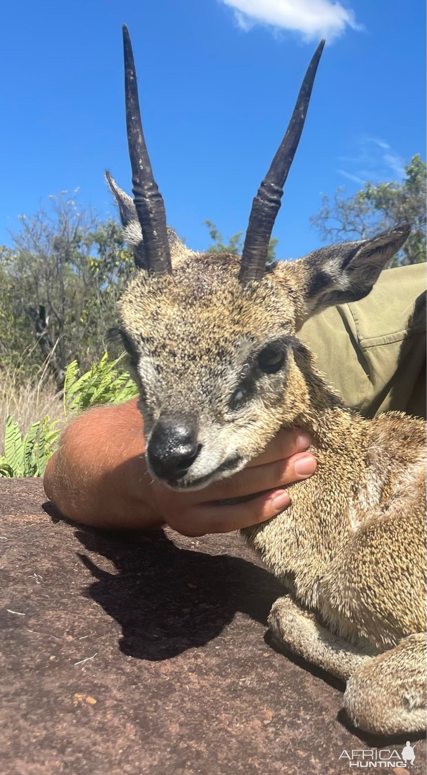 Klipspringer Hunt Limpopo South Africa