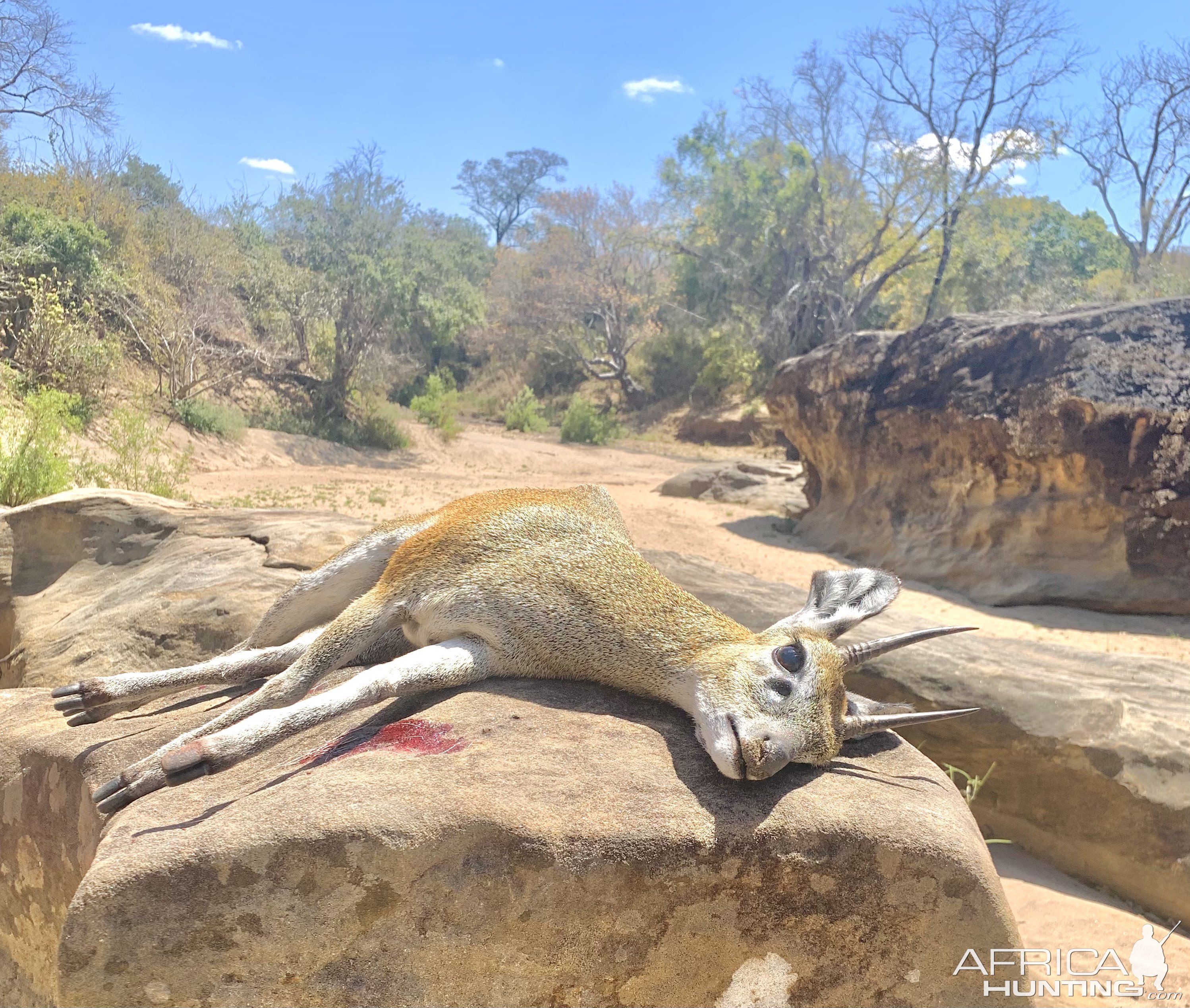 Klipspringer Hunt Zimbabwe