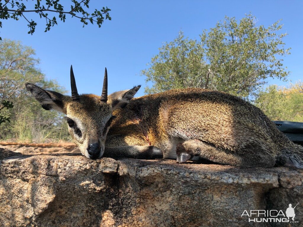 Klipspringer Hunting in South Africa