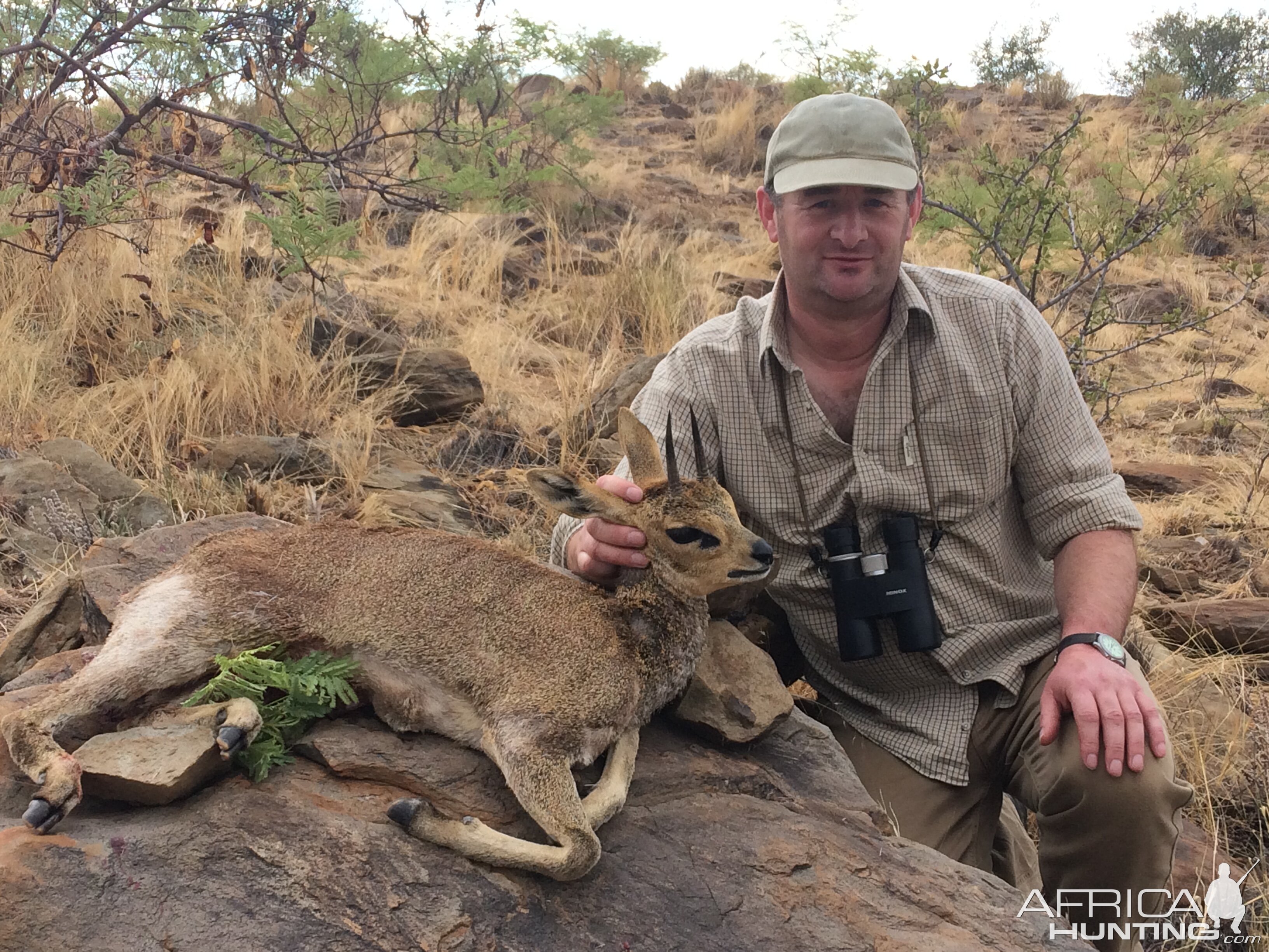 Klipspringer Hunting Namibia