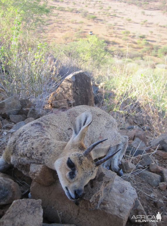 Klipspringer Hunting Namibia